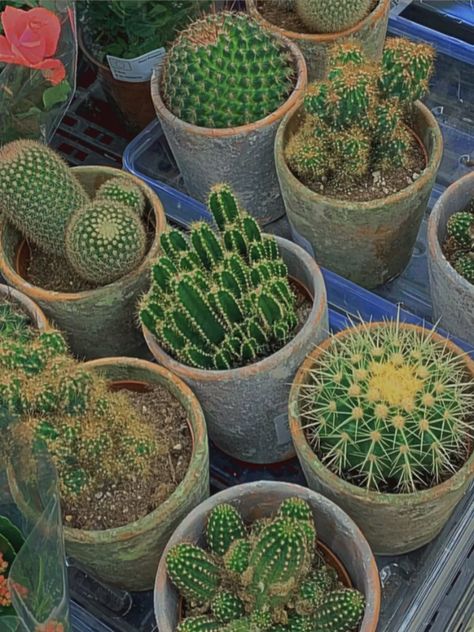 Plantas Aesthetic, Cactus Pictures, Plants Cactus, Green Photography, Plants Are Friends, Stone Planters, Plants Nature, Bedroom Plants, Cactus Art