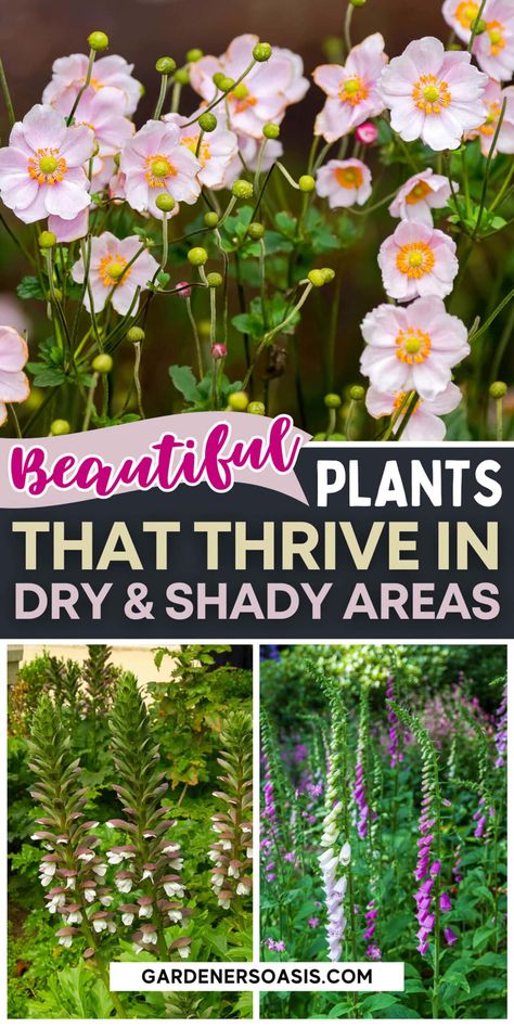 Drought Tolerant Shade Garden, Shadow Flowers Garden, Wildflowers For Shade, Shaded Cottage Garden, Shaded Wildflower Garden, California Shade Garden, Dry Shade Perennials, Texas Native Shade Plants, Shade Tolerant Flowers