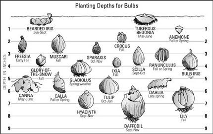 Planting Muscari Bulbs | Virtually everything about gardening. Mother site: www.my-garden ... Fall Bulb Planting, Fall Bulbs, Garden Bulbs, Spring Bulbs, Planting Bulbs, Bulb Flowers, Lawn And Garden, Outdoor Plants, Clematis