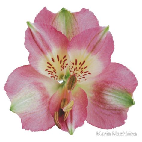 Gorgeous tiger lily Lily Cross Stitch Pattern, Lily Cross Stitch, Fairy Lily, Pink Fairy, Flower Icons, Nothing But Flowers, Flower Therapy, Beautiful Orchids, Tiger Lily