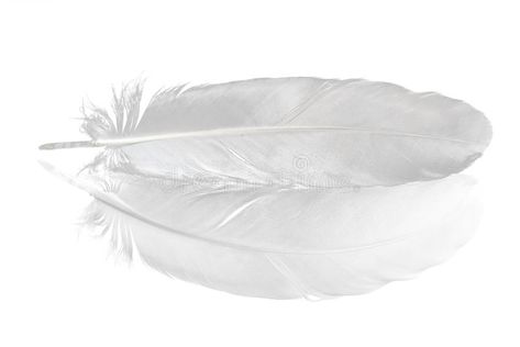 Pigeon feather on white. Pigeon feather and its reflection isolated on white bac #Sponsored , #Sponsored, #Advertisement, #feather, #bac, #isolated, #Pigeon Pigeon Feather, Animal Backgrounds, White Pigeon, Bull Terriers, White Stock, Animals Images, Pigeon, Photo Collage, White Background