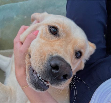 Yellow Labrador Retriever Aesthetic, Yellow Lab Aesthetic, Lab Aesthetic, Cute Labrador Puppies, East Coast Aesthetic, Golden Lab, English Labrador, Yellow Lab Puppies, Yellow Labs