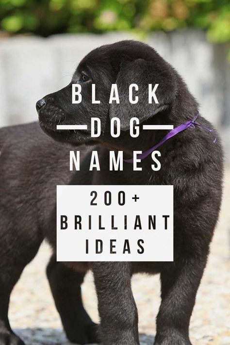 Black Dog Names – Over 200 Brilliant dog name Ideas Dogs Names List, Black Dog Names, Dog Name Ideas, Black Lab Names, Labrador Puppy Training, Labrador Names, Dog Names Unique, Boy Dog Names, Girl Dog Names