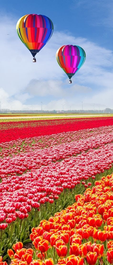 Angyalka Gyöngyöm - Google+ Hot Air Balloon Landscape, Keukenhof Gardens Netherlands, Hot Air Balloon Wallpaper, Air Balloon Wallpaper, Balloon Wallpaper, Keukenhof Gardens, Netherlands Travel, Most Beautiful Gardens, Air Balloon Rides