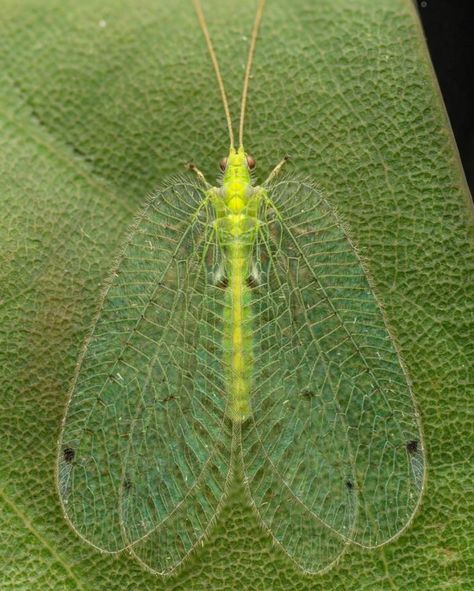 Speckled forest lacewing. Photo: Lawrence Hylton. Lacewings, Creepy Animals, Dragon Cookies, Cool Insects, Bug Collection, Insect Collection, Cool Bugs, Beautiful Bugs, Creepy Crawlies