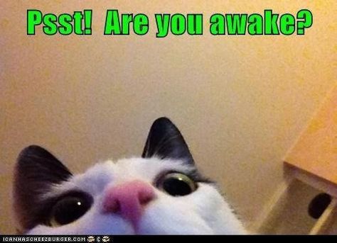 Psst!  Are you awake? Funny Looking Cats, Dance Picture Poses, Ninja Cats, Mama Cat, Feral Cats, Funny Captions, The Kings, Dance Pictures, Cats Meow