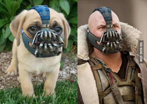 While I'm posting this on my Funny & Adorable, I can't decide whether or not it's actually F or absolutely terrifying. Human Muzzle, Dog Muzzles, Dog Muzzle, Dog Halloween Costumes, Dog Care Tips, Outdoor Dog, Be A Nice Human, Dog Halloween, Dog Gifs