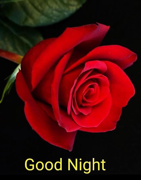 Beautiful Good Night Images Pictures, Good Night Rose, Roses For Her, Romantic Good Night Image, Good Morning Kisses, Good Night Images Hd, Lovely Good Night, Night Pics, Good Night Beautiful