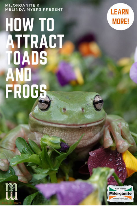 Invite nature’s pest controllers into your garden by creating toad and frog friendly homes and habitats. Toad And Frog, Plastic Pond, Creating An Entryway, Toad House, Mosquito Larvae, Fragrant Plant, Small Ponds, Frog And Toad, Trees And Shrubs