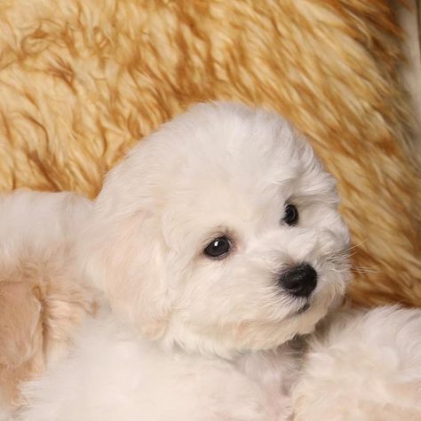 Bichon Frise Puppies For Sale | Oklahoma City, OK Bichon Frise For Sale, Teacup Bichon Frise, Pretty Puppies, Bichon Frise Puppy, Happy Farm, Oklahoma City Oklahoma, Red Heeler, Puppy Breeds, Australian Cattle Dog