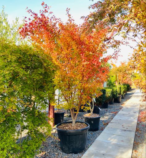 Acer Palmatum Sango Kaku, Sango Kaku Japanese Maple, Acer Sango Kaku, Acer Palmatum Katsura, Sango Kaku, Acer Trees, Green Traffic Light, Architectural Plants, Cozy Garden