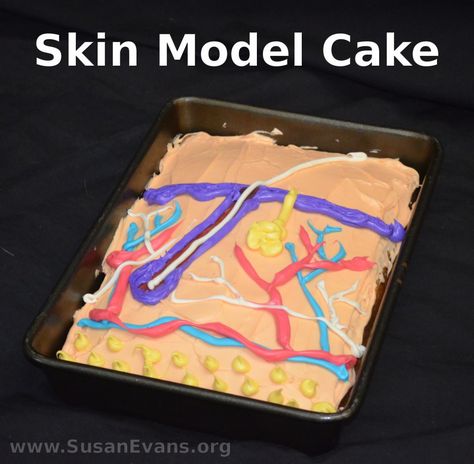 How to Make a Skin Model Cake - http://susanevans.org/blog/skin-model-cake/ Skin Layer Project Ideas, Teaching Esthetics, Skin Model Project, Integumentary System Project, The Integumentary System, Body Systems Project, Model Cake, Skin Anatomy, Integumentary System