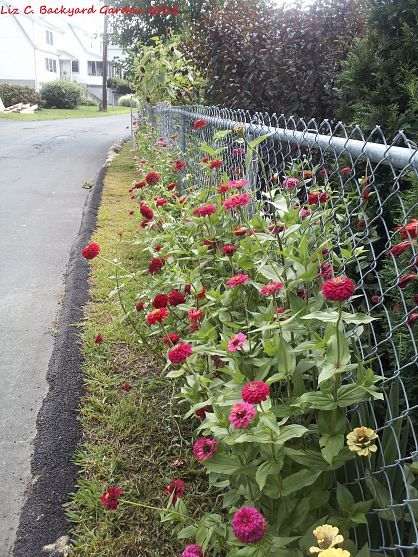 My Backyard Zinnia Fence Downtown Apartment, Patio Inspiration, Chain Link Fence, Late Spring, Growing Plants, My Garden, Green Thumb, Garden Ideas, Fence