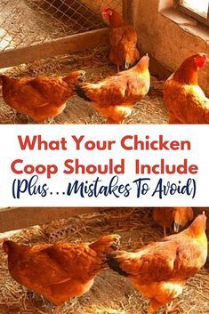 Backyard Chickens Diy, Chicken Coupe, Backyard Chicken Coop, Urban Chicken Farming, Portable Chicken Coop, Backyard Chicken Coop Plans, Diy Chicken Coop Plans, Chicken Coop Run, Chicken Farming