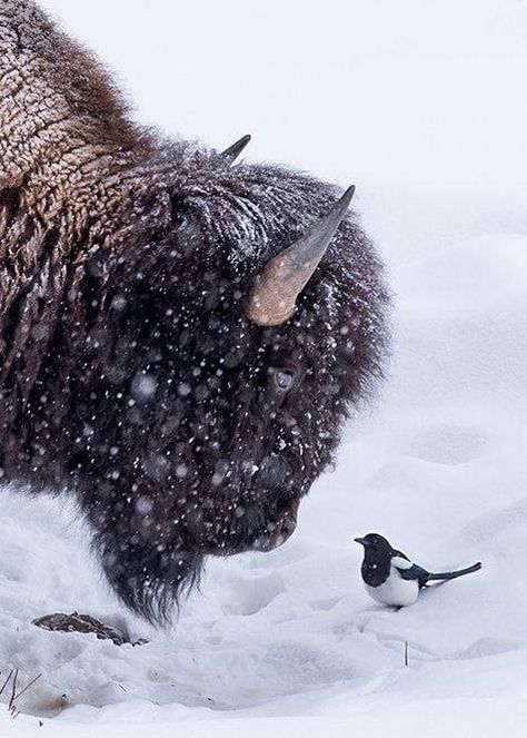 Buffalo Animal, Buffalo Bison, American Bison, The Buffalo, Animal Friends, Amazing Animals, Animal Love, Animal Photo, Wild Life