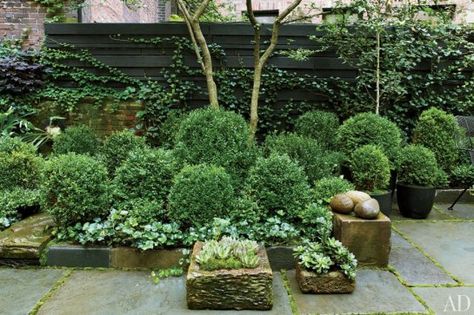 Cottage Patio, Tattoo Plant, Stone Planters, Garden Shrubs, Succulents In Containers, Julianne Moore, City Garden, Courtyard Garden, Green Garden