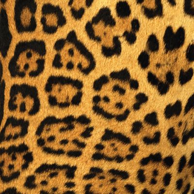 jaguar spots :) Strangler Fig, Jaguar Cat, Jaguar Spots, Leopard Print Tattoos, Shapes Lessons, Jaguar Tattoo, Same Or Different, New Photo Frame, Jaguar Print