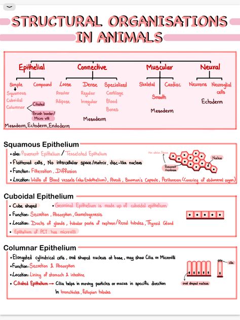 New here Anatomy And Physiology Notes Ipad, Animal Tissue Biology Notes Neet, Biology Tissues Notes, Structural Organisation In Animals Notes, Notes Aesthetic Biology, Biology Notes Aesthetic, Ipad Notes Aesthetic, Aesthetic Biology, Tissue Biology