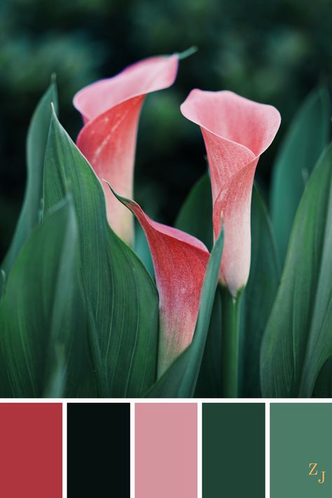 ZJ Colour Palette 513 #colourpalette #colourinspiration Coral Colour Palette, Color Schemes Colour Palettes, Color Palate, Color Palette Design, Color Harmony, Color Balance, Color Studies, Color Inspo, Colour Schemes