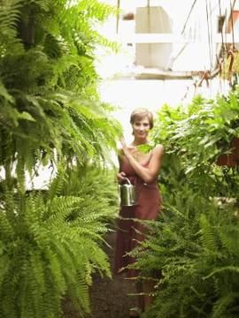 How To Winter Over Boston Ferns, How To Care For Boston Ferns Indoors, Winterizing Boston Ferns, How To Take Care Of Ferns Outside, Repotting Ferns Boston, Hanging Ferns, Indoor Ferns, Types Of Ferns, Boston Fern