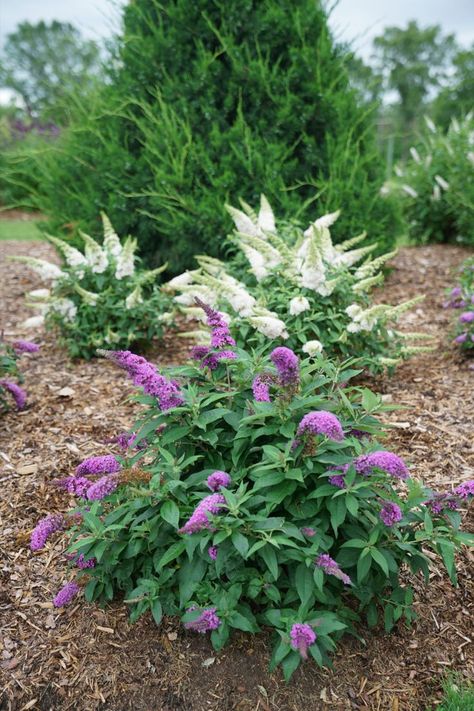 Full sized blooms on a dwarf sized plant! Pugster Butterfly Bush, Front Flower Bed Ideas Full Sun, Butterfly Bush Landscaping, Flag Landscaping, Front Garden Bed Ideas, Pruning Shrubs, Dragonfly Cards, Butterfly Plant, Plants That Attract Butterflies