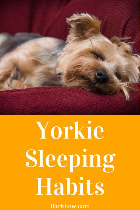 Amish Hacks, Yorkie Puppy Training, Yorkie Puppy Care, Douglas Dog, Yorkie Haircuts, Biewer Yorkie, Morkie Puppies, Teacup Yorkie Puppy, Yorkie Mix