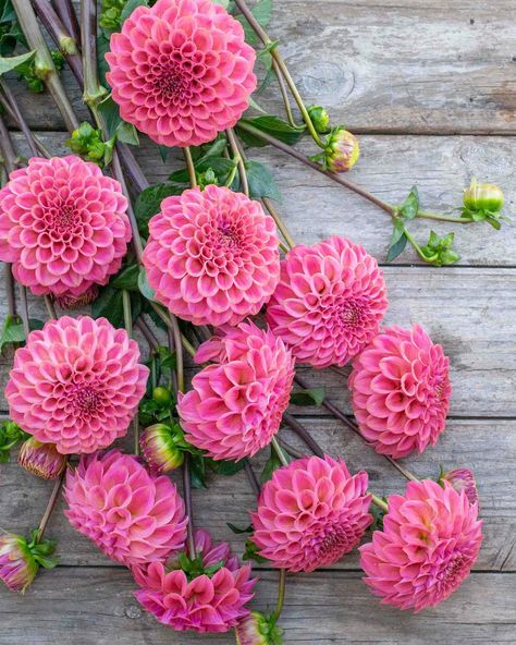 Florelie Omen. Beautiful, rusty-pink blooms. Petals have the tiniest touch of gold on their tips. I love this dahlia mixed with other shades of pink or watermelons. I can’t decide if I like it better with the flecked blooms of Florelie Kahuna like in the second photo or the soft peaches like breannon in photo 8… which do you like better? Rusty Pink, Dahlia Pink, Cut Flower Farm, Pink Dahlia, Australian Flowers, Flower Farmer, Dahlia Flower, Seasonal Flowers, Touch Of Gold