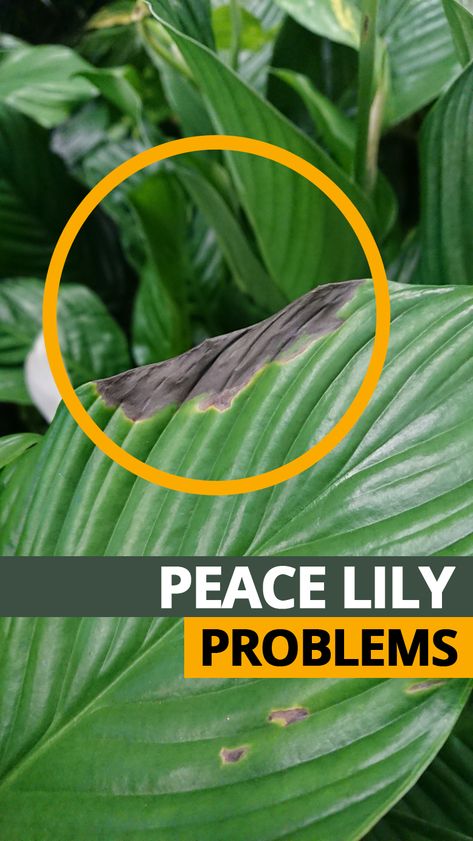 Peace Lily Plant Care, Peace Lily Care, Lily Plant Care, Lily Care, Peace Lily Plant, Plant Care Houseplant, Plant Hacks, Hanging Plants Indoor, Plant Problems