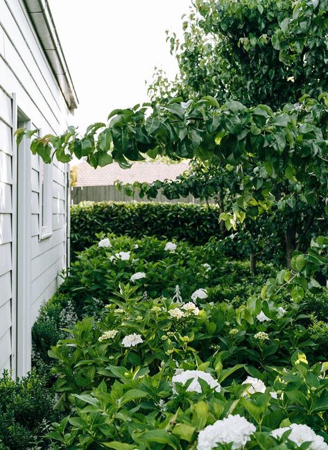 Summer Lawn Care, Melbourne Aesthetic, Melbourne Garden, Australian Garden Design, Purple Flowering Plants, White Palette, Gardening Trends, Australian Garden, Cottage Exterior