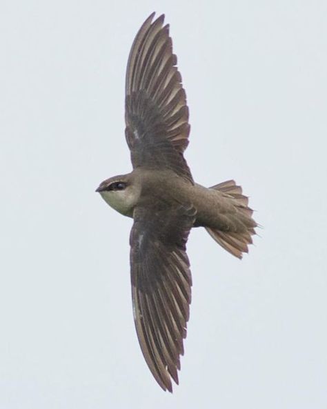 Chimney Swift Bird, Chimney Swift, Tom Johnson, Ontario Birds, Swallow Design, Swift Bird, Diwali Photography, American Birds, Swift Photo