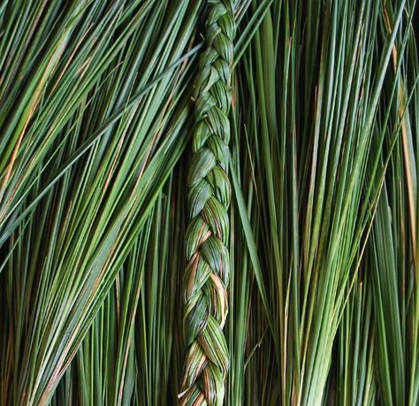 Spiritual Shop on Instagram: “Double tap to Protect your ENERGY!⁠ ⁠ ⁠ 🌾Sweetgrass attracts good vibes and positive energies and also cleanses auras, objects, and spaces.…” Aura Intuition, Native American Herbs, High Blood Sugar Symptoms, Spiritual Shop, Yerba Santa, Protect Your Energy, Healing Vibes, Healing Plants, Lavender Sage