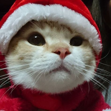 Cat Pfp Cute, Cute Cat Pfp, Christmas Profile Pictures, Cats Pfp, Cat Pfps, Icon Cat, Pfp Cat, Pfp Gif, Christmas Pfp