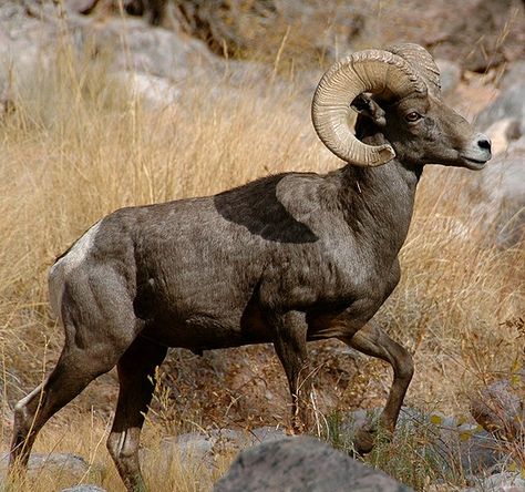 Borrego Cimarron, Bighorn Ram, American Desert, Sheep Drawing, Colorado National Monument, Big Horn Sheep, Rams Head, Bighorn Sheep, Amazing Animal Pictures