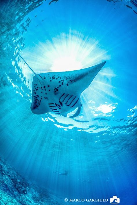 Manta Ray and SunRays by Marco Gargiulo Giant Manta Ray, Spider Crab, Giant Manta, Live Fish Wallpaper, New Zealand Landscape, Giant Spider, Beautiful Ocean Pictures, Beautiful Sea Creatures, Ocean Pictures