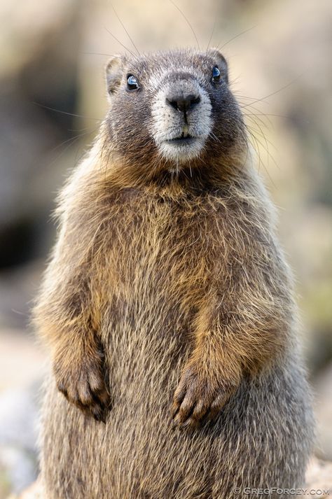 Yellow-bellied Marmot, Rocky Mountain National Park, Colorado Groundhog Pictures, Prairie Dog, Cute Creatures, Rodents, Animal Planet, Animals Friends, Beautiful Creatures, Animal Kingdom, Animal Photography