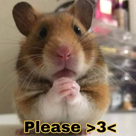 Popular Cat Breeds, Pet Hamster, Baby Hamster, Most Beautiful Cat, Funny Hamsters, Cute Animal Memes, Cute Small Animals, Most Beautiful Cat Breeds, Most Beautiful Animals