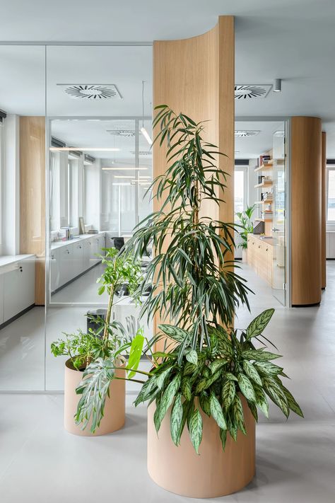 Office Trees, Office Canteen, World Office, Auditorium Design, Startup Office, Architectural Materials, Office Meeting Room, Cabinet Medical, Small Space Office