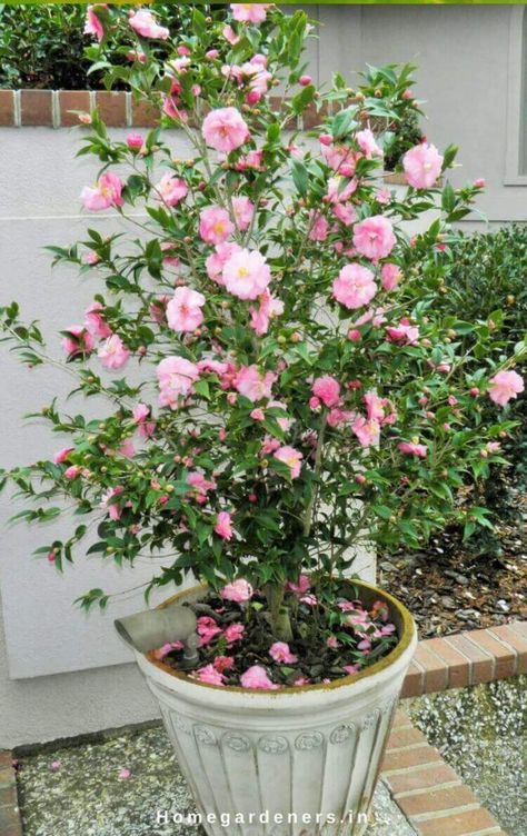 Potted Camellia Plants, Camellia Shrub, Camelia Tree, Camellia Tree, Camellia Plant, Indoor Flowering Plants, Large Flower Pots, Balcony Plants, Plant Problems