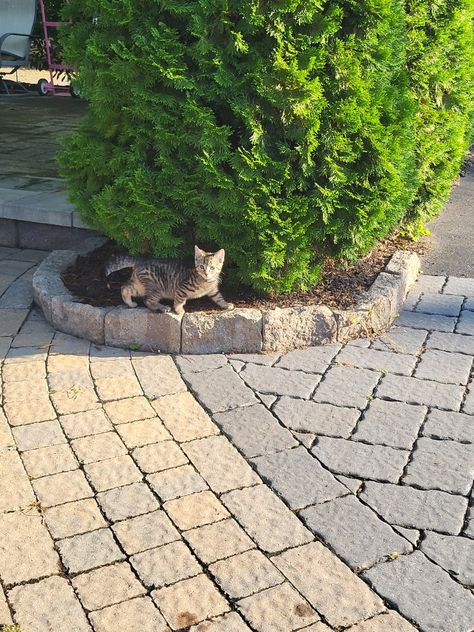 kitten outside, chilling in the backyard The Outsiders, Kittens, Kitty