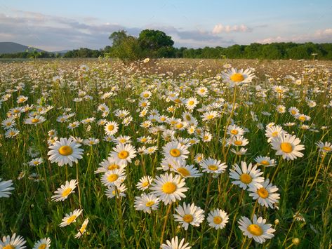 Spring daisy flowers in mountain meadow. by rozum. Spring daisy flowers in mountain meadow. Beautiful landscapes. #AD #flowers, #mountain, #Spring, #daisy Daisy Garden Landscaping, Flowers Mountain, Grass Meadow, Field Of Daisies, Mountain Spring, Mountain Meadow, Spring Daisy, Daisy Field, Grass Flower