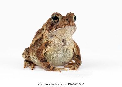 Toad Animal, Frog Pictures, Frog Tattoos, Hogwarts Mystery, Frog And Toad, Futurama, Reptiles And Amphibians, Cute Frogs, 로고 디자인