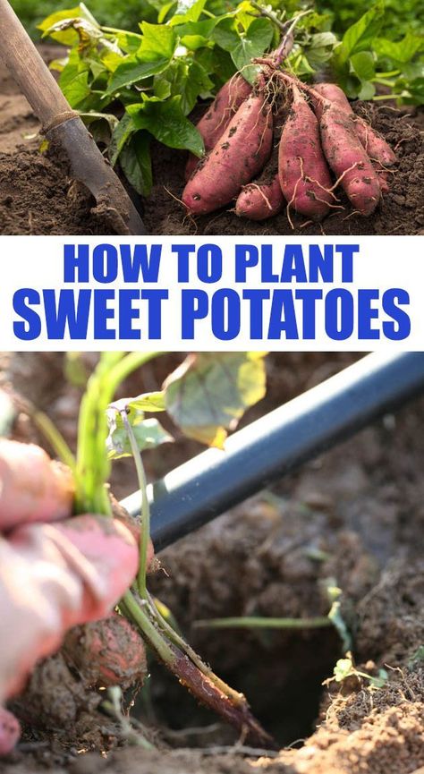 Grow Sweet Potatoes, Allotment Ideas, Homestead Gardening, Growing Sweet Potatoes, Vegetable Garden Planner, Edible Gardens, Vegetable Garden Tips, Homestead Ideas, Grow Food