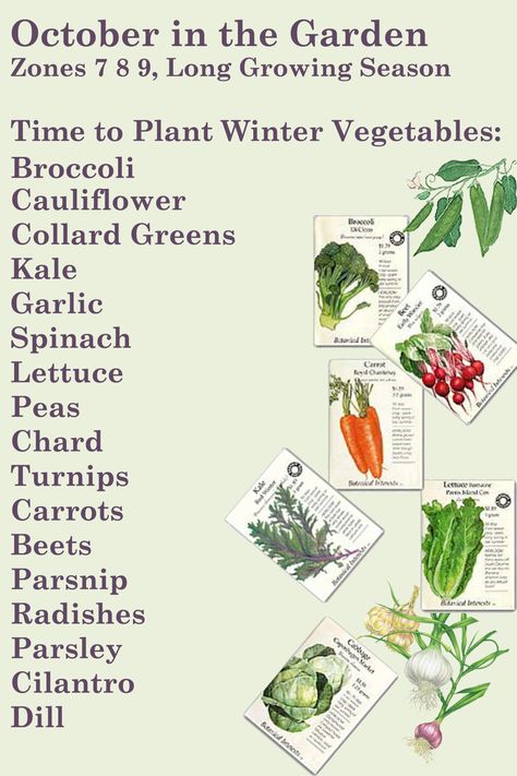 Winter Garden - I'm in zone 6, so I will try sowing these this week. Winter Vegetables Gardening, Tattoo Plant, Gardening Zones, Fall Vegetables, Fall Garden Vegetables, Winter Vegetables, Garden Veggies, Magic Garden, Veg Garden