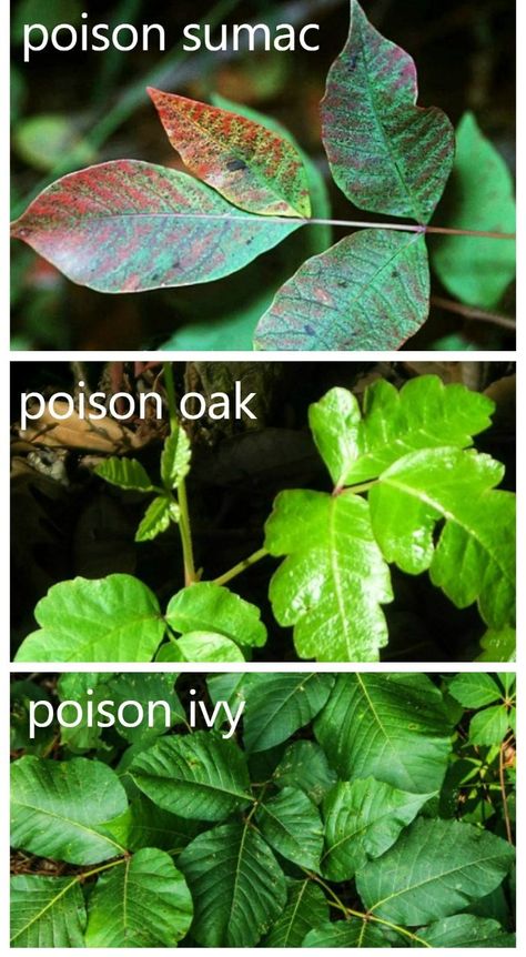 poison ivy prevention tips Uneven Skin Tone Remedies, Kill Poison Ivy, Poison Ivy Remedies, Outdoor Garden Diy, Garden Sayings, Decor Garden Ideas, Poison Oak, Poisonous Plants, Garden Fun