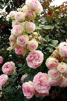 Tanaman Pot, Cottage Gardens, Belle Rose, Colorful Roses, Cabbage Roses, Rose Bush, Climbing Roses, English Roses, Landscape Ideas