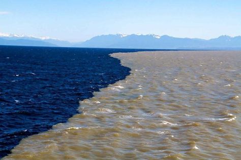 Where British Columbia's Fraser river water meets the Pacific Ocean Pet Raven, Gulf Of Alaska, Salish Sea, Fraser River, River Water, River Delta, Two Rivers, Fresh Image, The Pacific Ocean