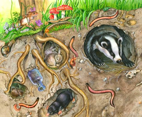 Mole Illustrations, Animal Burrow, Underground Drawing, Imbolc Art, Underground Animals, Burrowing Animals, Underground Illustration, Museum Exhibition Design, Wild Rabbit