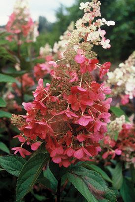 Gardening on the Cheap: Hardy Plants for Containers on http://www.hortmag.com Hydrangea Pinky Winky, Hydrangea Paniculata Pinky Winky, Hydrangea Paniculata Grandiflora, Hardy Hydrangea, Hydrangea Tree, Hydrangea Shrub, Late Summer Flowers, Panicle Hydrangea, Hydrangea Bush