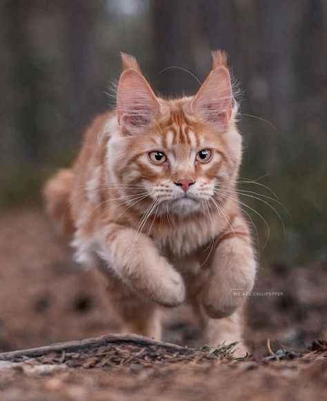 Beautiful cat running #runningcat #running #cat Reaction Pictures Running, Newborn Kitten Care, Cat Reaction Pictures, Cat Reaction, Cat Running, Cat Run, Newborn Kittens, Cat Oc, Cat Reference