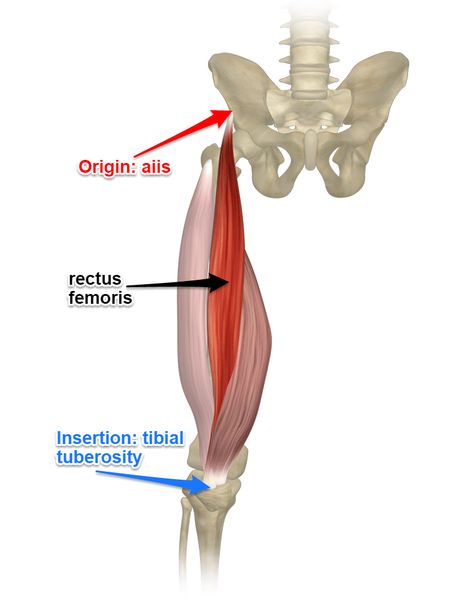 The Rectus Femoris Muscle Attachments Abdominal Muscles Anatomy, Rectus Femoris, Physiology Notes, Hip Injury, Quadriceps Femoris, Hip Anatomy, Human Muscle Anatomy, Muscle System, Sports Massage Therapy